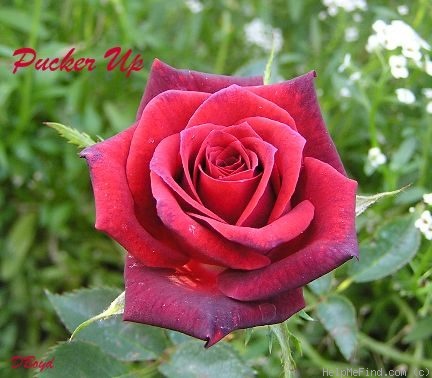'Pucker Up' rose photo