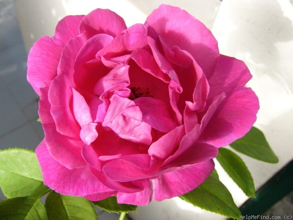 'Paul Neyron (Hybrid Perpetual, Levet, 1869)' rose photo