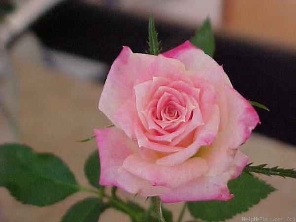'Rosie ™' rose photo