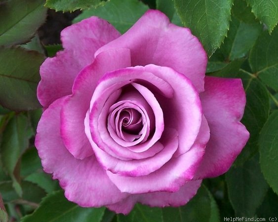 'Fragrant Plum (hybrid tea, Christensen before 1988)' rose photo
