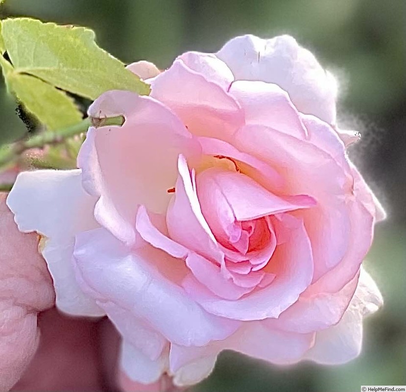 'Pearly Gates ™' rose photo