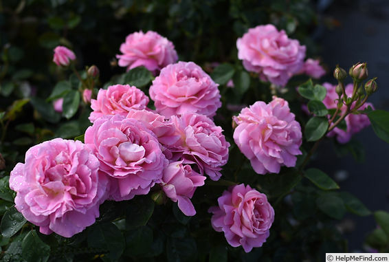 'True Perfume' rose photo