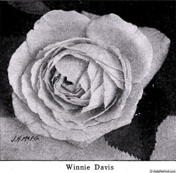 'Winnie Davis (hybrid tea, Nanz & Neuner, 1902)' rose photo