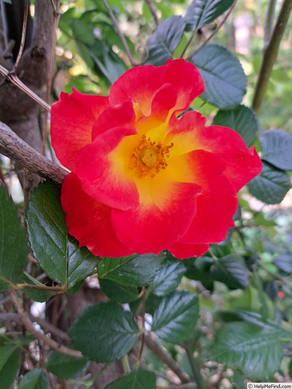 'Summer of Love ® (floribunda, Kordes 2017)' rose photo