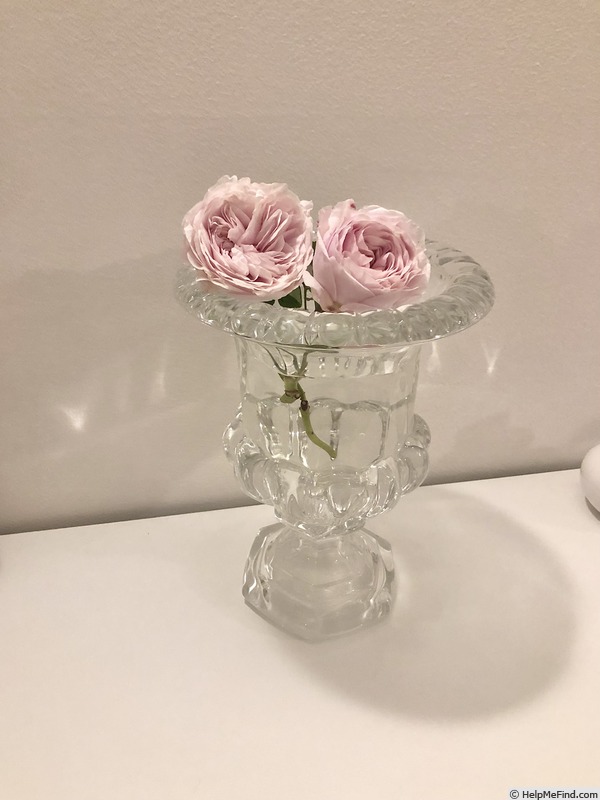 'Souvenir de la Malmaison' rose photo