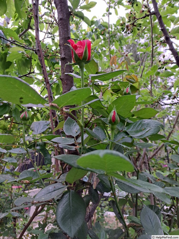 'Florence Arthaud' rose photo