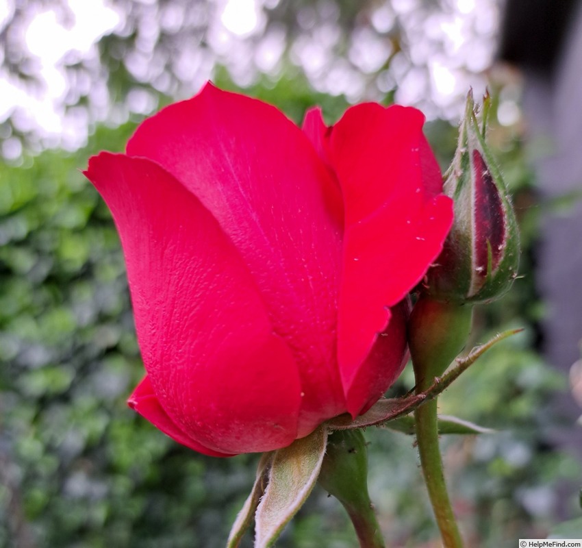 'Ruban Rouge ® (shrub, Meilland 2012)' rose photo