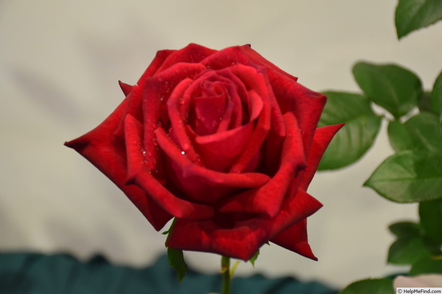 'El Toro' rose photo