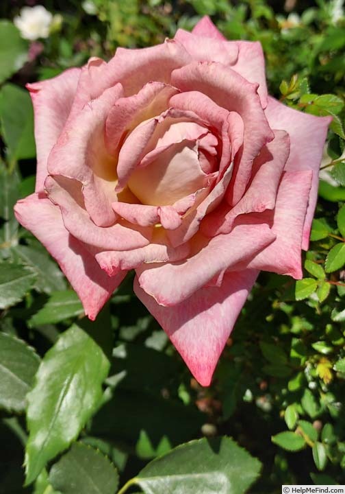 'Pinkerbelle™' rose photo