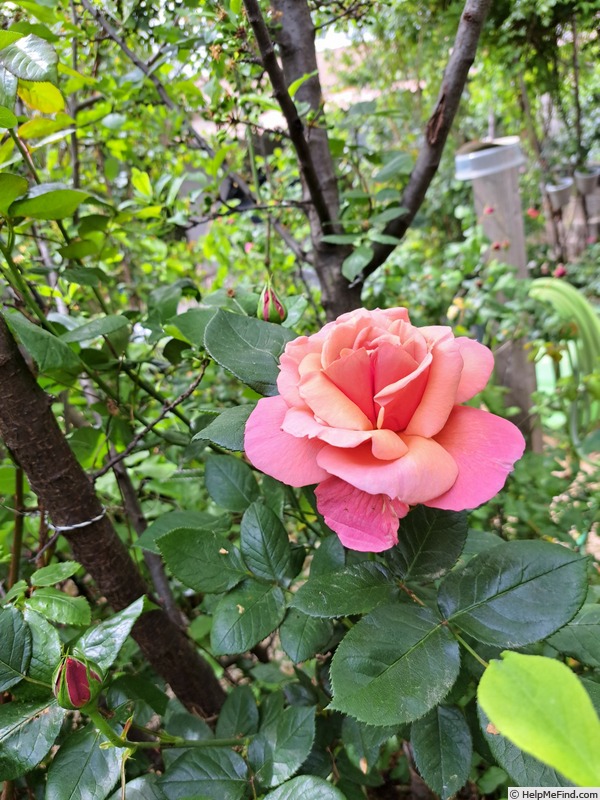 'Florence Arthaud' rose photo