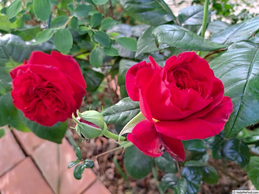 'La rose Monsieur ®' rose photo