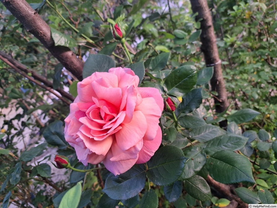 'Florence Arthaud' rose photo