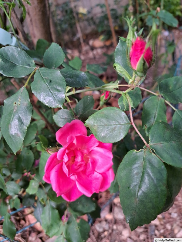 'Rodin ® (floribunda, Meilland 2000)' rose photo