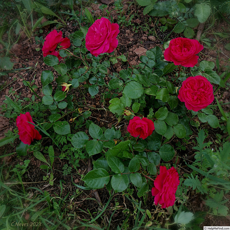 'Red Leonardo da Vinci' rose photo