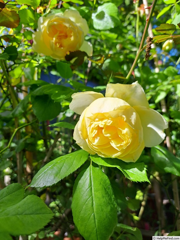 'Vanessa Bell' rose photo