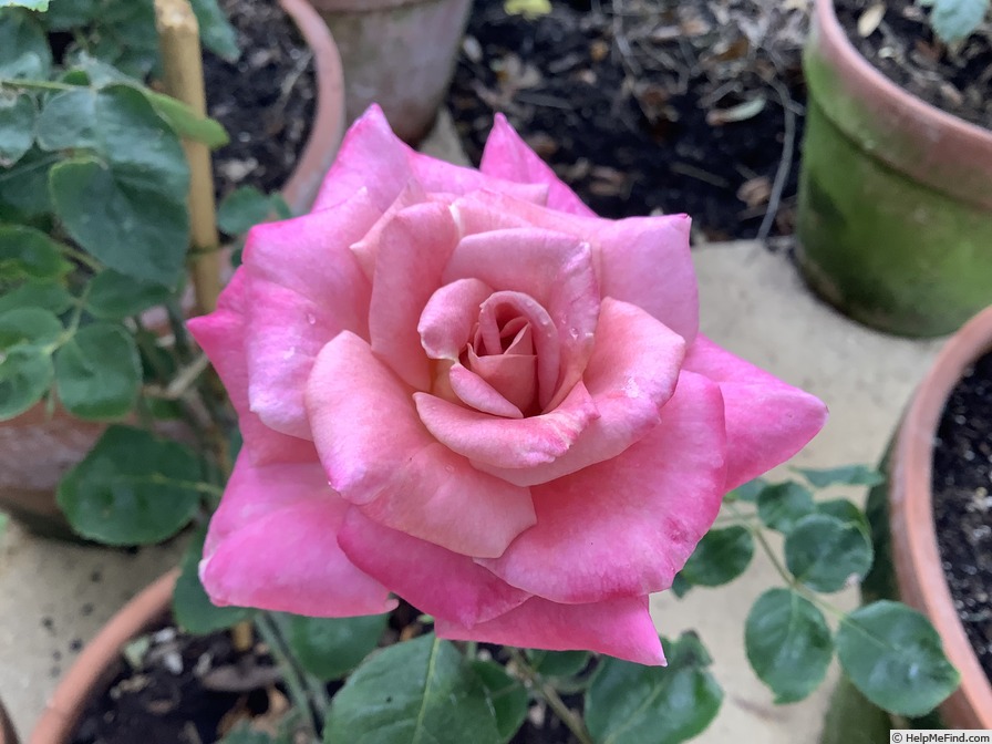 'Muzi-Lucia' rose photo