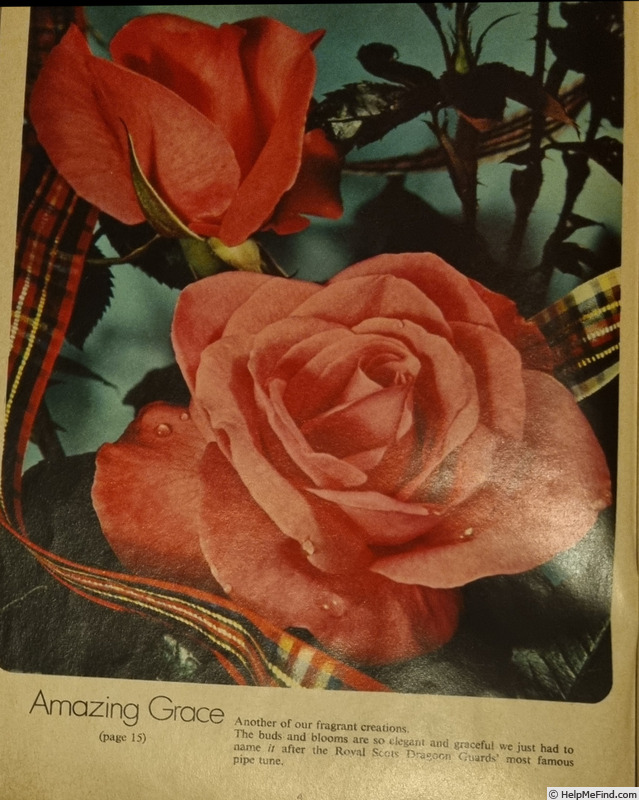 'Amazing Grace (hybrid tea, Anderson, 1973)' rose photo