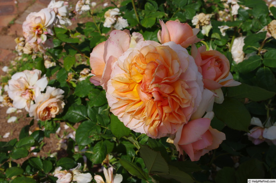 'Kizuna ® (Shrub, Massad, 2012)' rose photo