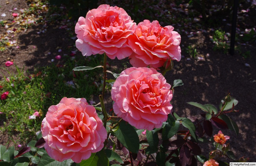'Tea Time (hybrid tea, Evers/Tantau, 1994)' rose photo
