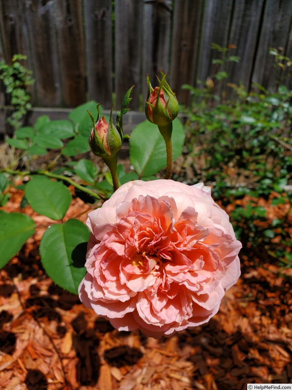 'Prairieville Prince' rose photo