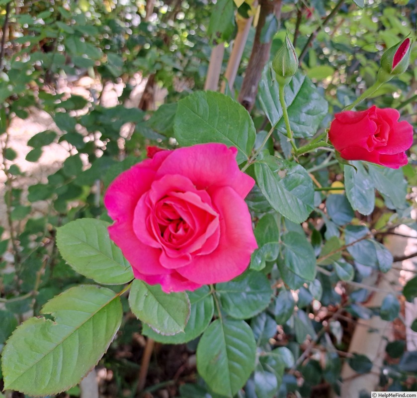 'André Brunel' rose photo