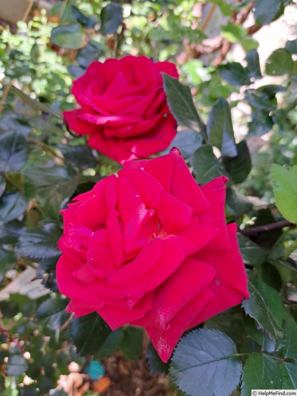 'Le Grand Huit ®, Cl.' rose photo