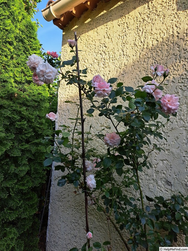 'A Whiter Shade of Pale (hybrid tea, Pearce 2006)' rose photo