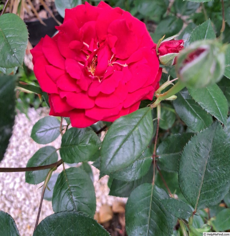 'Ingrid Bergman ®' rose photo