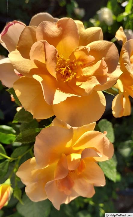 'Chinook Sunrise' rose photo