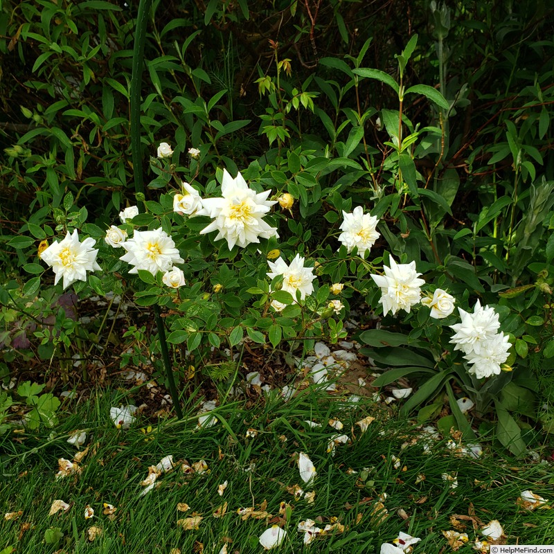 'Jackie ™ (miniature, Moore, 1955)' rose photo