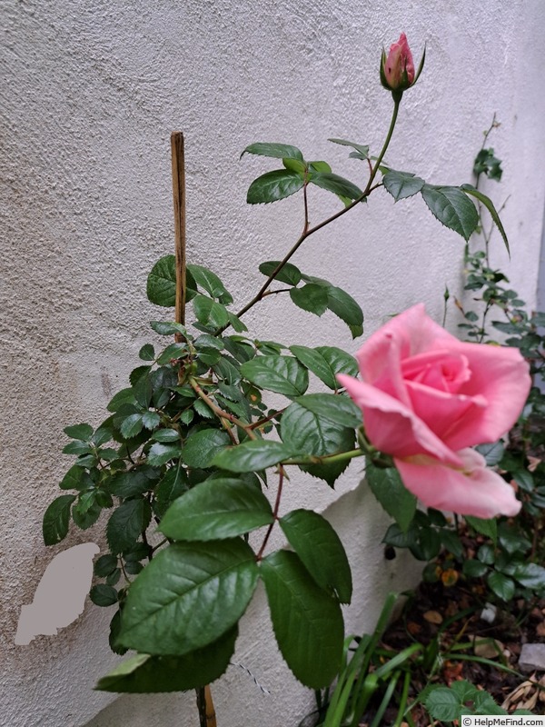 'Ville de Saumur ®' rose photo