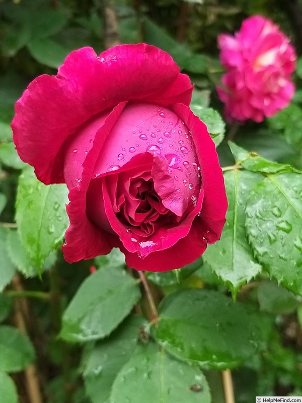 'Frau O. Plegg' rose photo