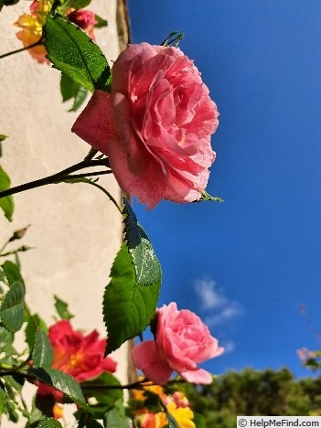 'Invictus ®' rose photo