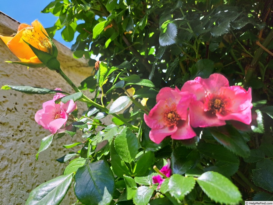 'Peace and Love ® (hybrid hulthemia, Warner, 2006)' rose photo