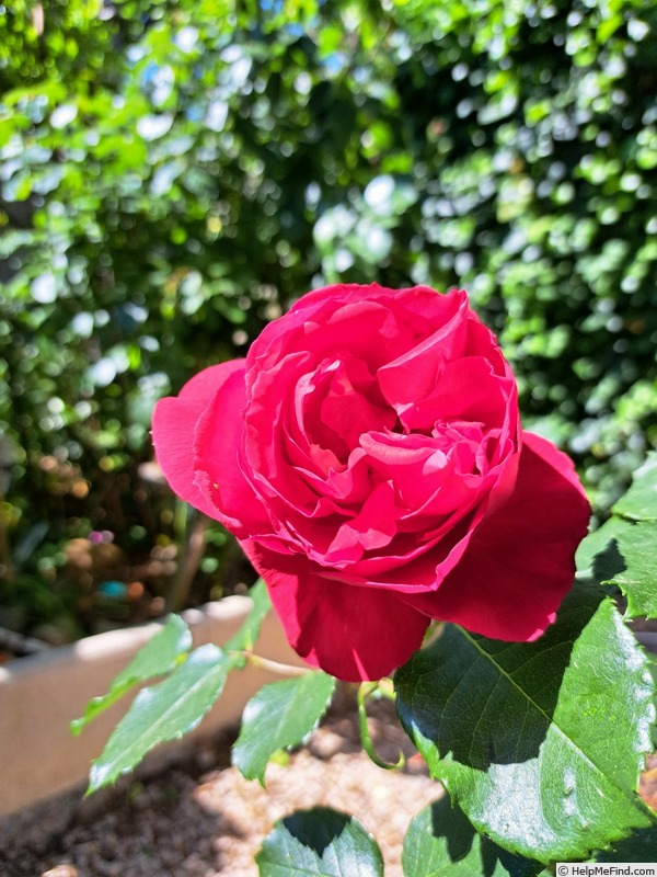 'Ruban Rouge ® (shrub, Meilland 2012)' rose photo