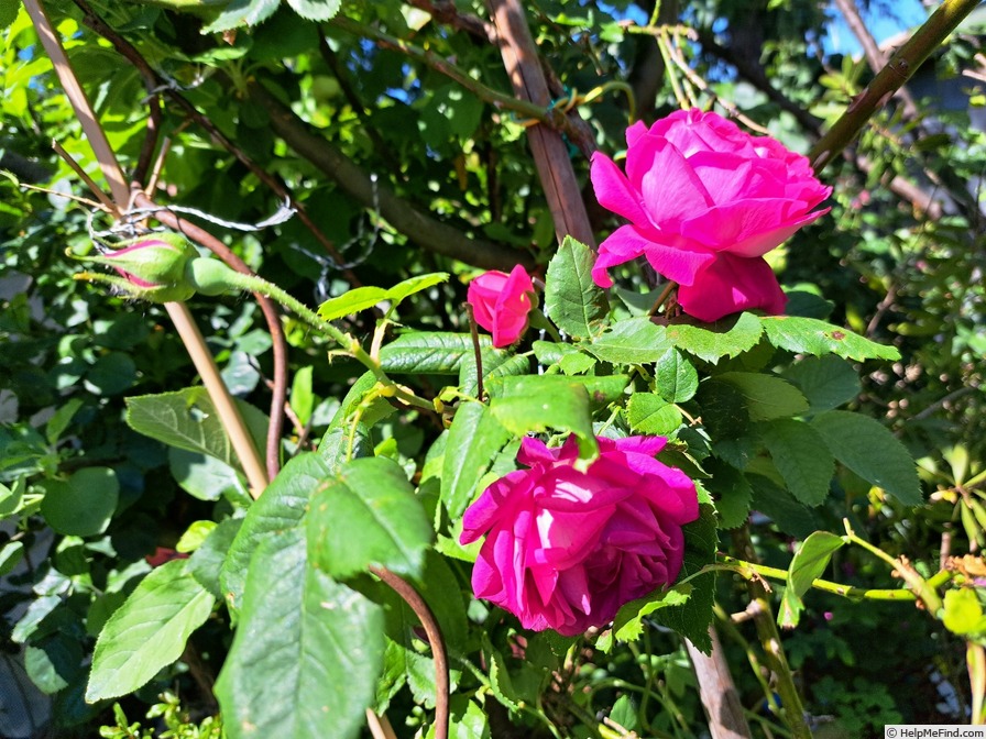 'Baron Gonella' rose photo