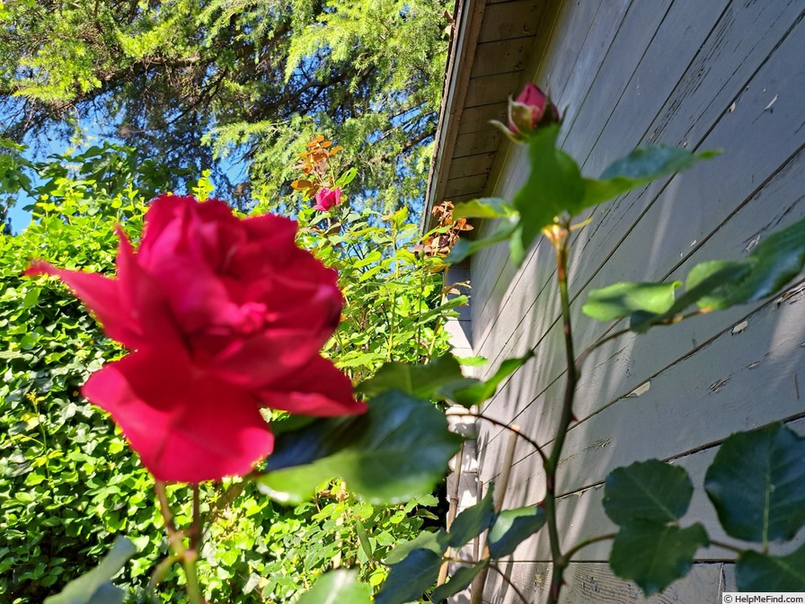 'Ruban Rouge ® (shrub, Meilland 2012)' rose photo