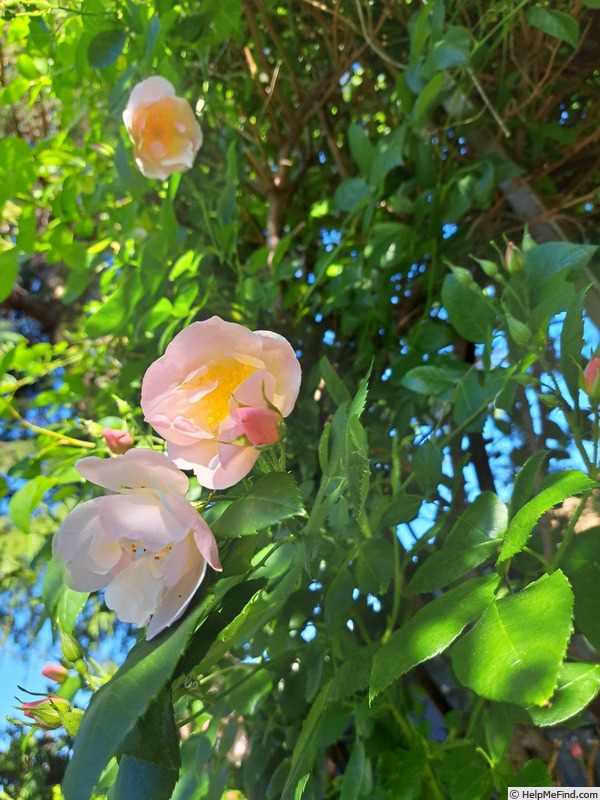 'Sourire d'Orchidée' rose photo