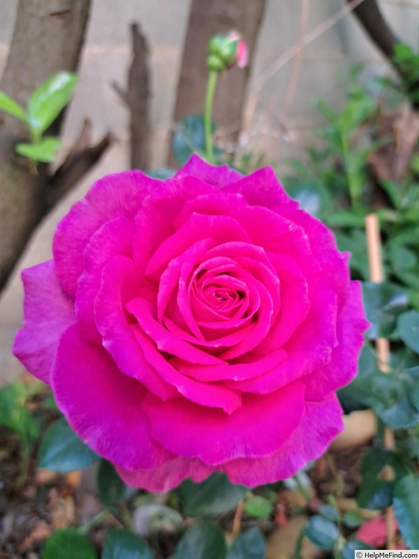 'Claire Marshall' rose, click to enlarge 'Claire Marshall' rose photo