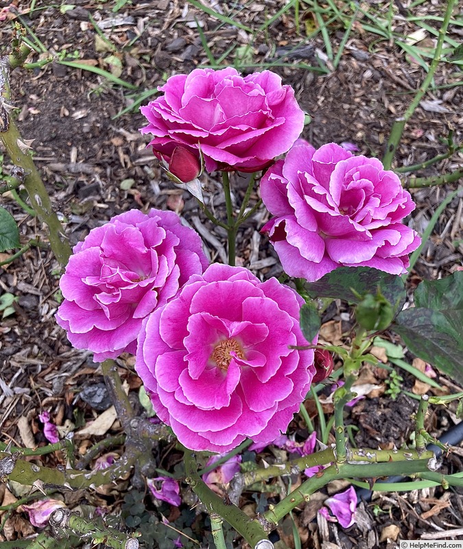 'Mornington' rose photo