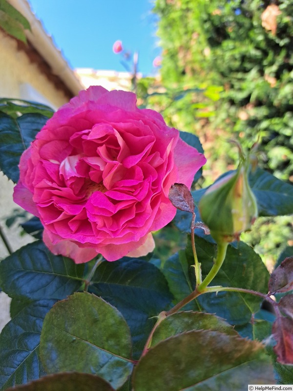 'Bornéo Odore ®' rose photo