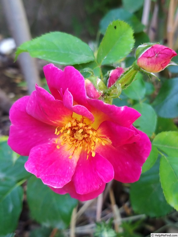 'Naturen ®' rose photo