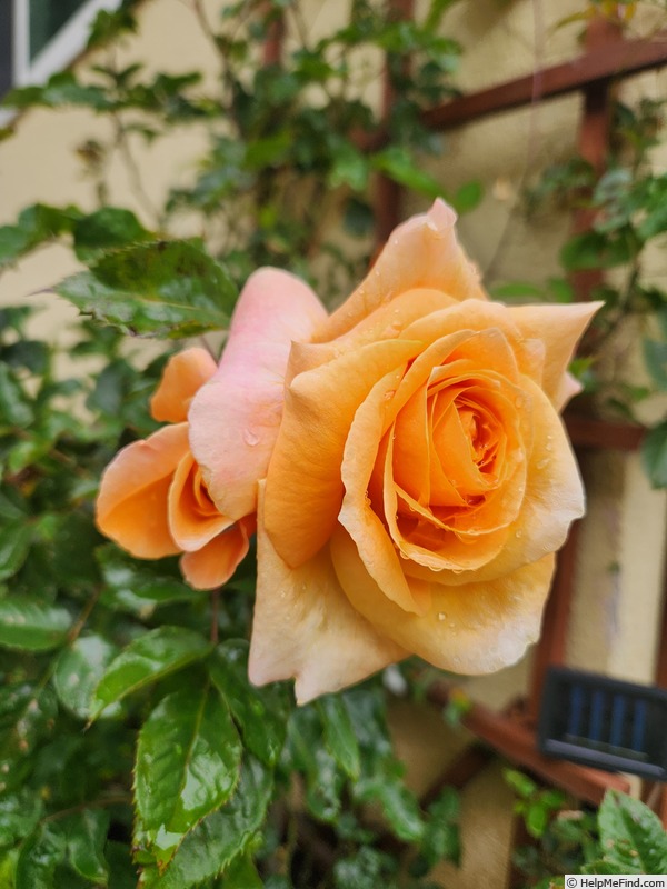 'Rise Up Amberness™' rose photo