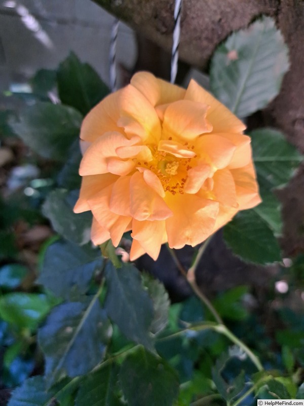 'Bentheimer Gold ®' rose photo