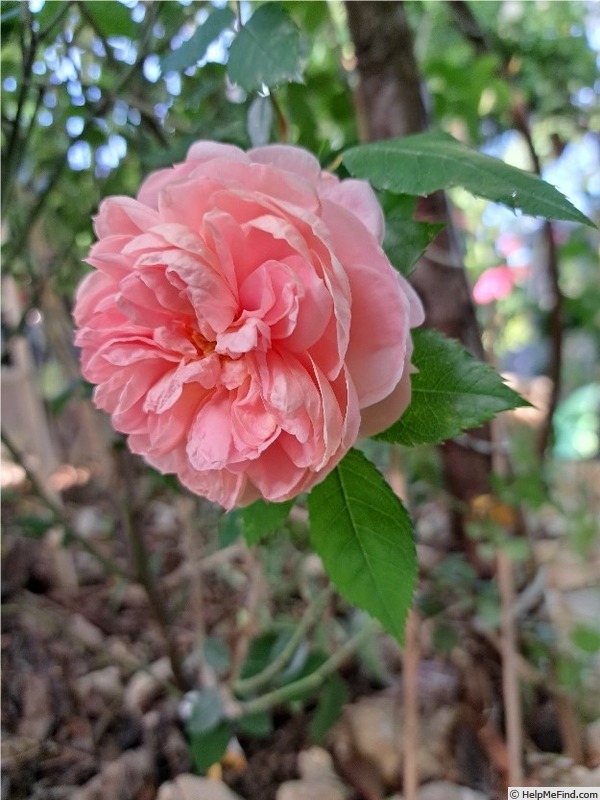 'Colette ® (hybrid tea, Meilland 1994)' rose photo