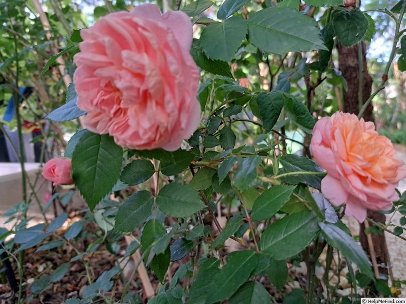 'Colette ® (hybrid tea, Meilland 1994)' rose photo