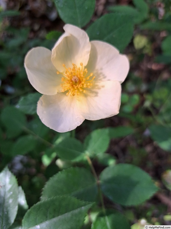 'Kew Gardens' rose photo