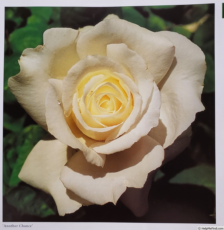 'Another Chance' rose photo