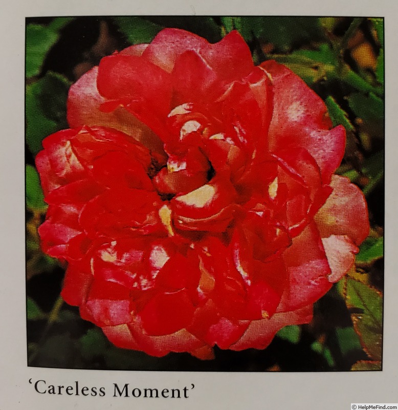 'Careless Moment' rose photo
