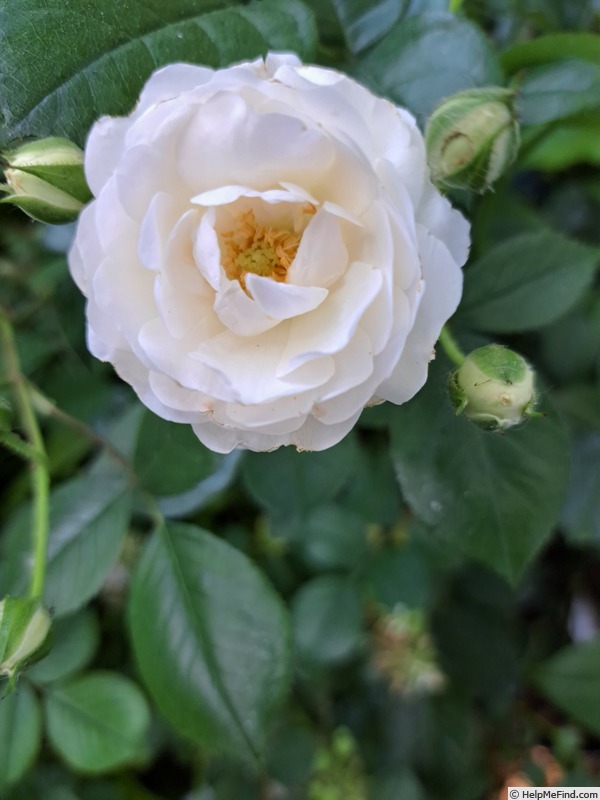 'Bordure Blanche ®' rose photo